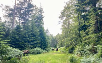 Best Family Places to visit in the New Forest